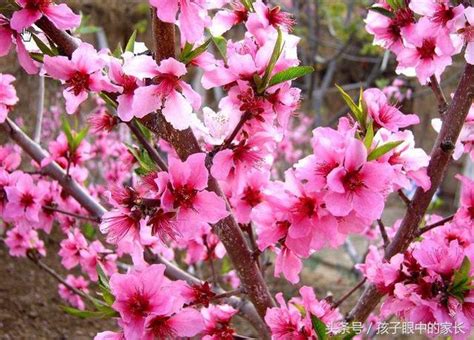 桃花枝放枕頭下|斬桃花秘術